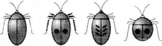 小蓝尝试为右图所示四只甲虫进行分类，其中不能作为分类依据的是A．背部形态差异B．背部是否有斑C．足是否有毛D．触角形态差异