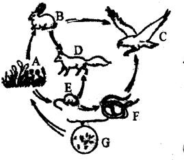 如图是草原生态系统中的主要成员及食物关系，请据图回答下列问题：图中所示的是生态系统的______部分．在生态系统中，植物是______，动物是______